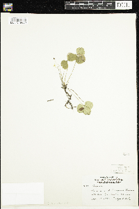 Coptis trifolia image