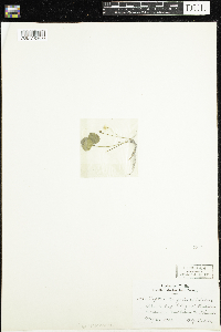 Coptis trifolia image