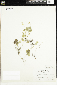Coptis trifolia image