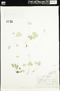 Coptis trifolia image