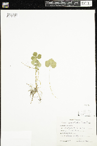 Coptis trifolia image
