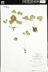 Coptis trifolia image