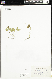 Coptis trifolia image