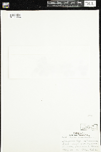 Coptis trifolia image