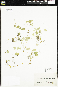 Coptis trifolia image