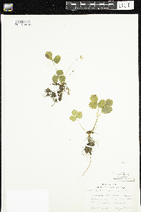Coptis trifolia image
