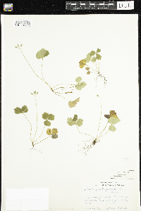 Coptis trifolia image