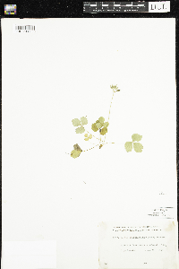 Coptis trifolia image