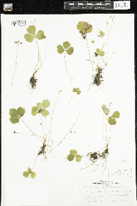 Coptis trifolia image