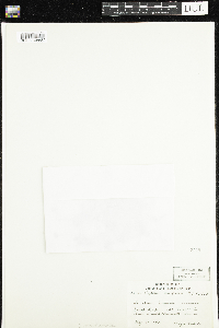 Coptis trifolia image