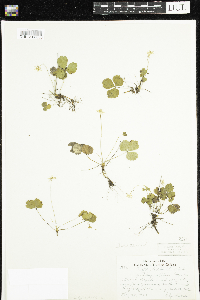 Coptis trifolia image