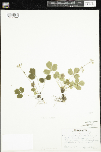 Coptis trifolia image