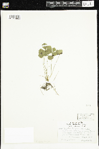 Coptis trifolia image