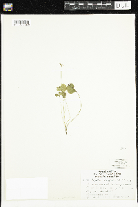 Coptis trifolia image