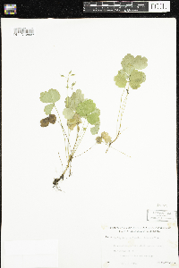 Coptis trifolia image