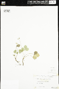 Coptis trifolia image