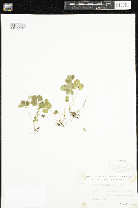 Coptis trifolia image