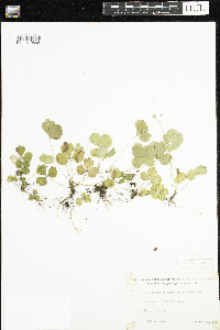 Coptis trifolia image