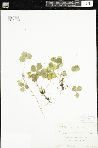 Coptis trifolia image