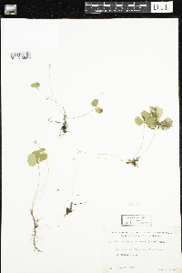 Coptis trifolia image