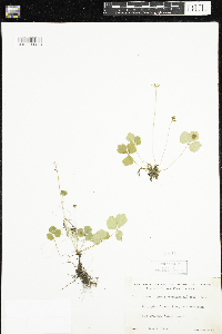 Coptis trifolia image