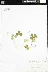 Coptis trifolia image