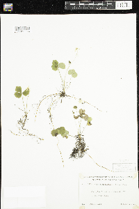 Coptis trifolia image