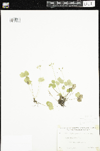 Coptis trifolia image