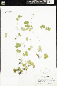 Coptis trifolia image