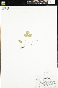 Coptis trifolia image
