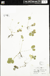 Coptis trifolia image
