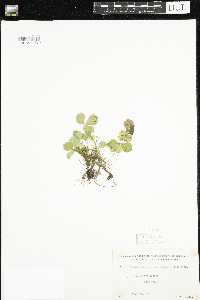 Coptis trifolia image