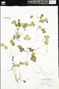 Coptis trifolia image