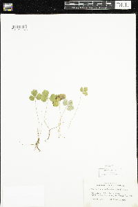 Coptis trifolia image