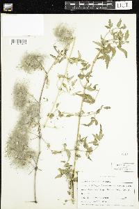 Clematis ligusticifolia image