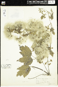 Clematis virginiana image