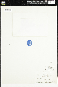 Caltha leptosepala image
