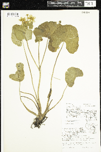 Caltha palustris image