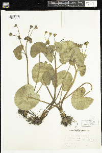 Caltha palustris image