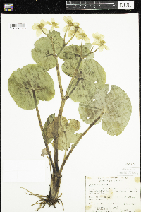 Caltha palustris image