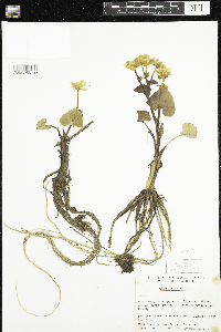 Caltha palustris image