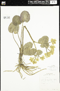 Caltha palustris image