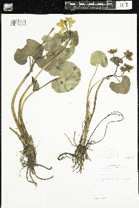 Caltha palustris image