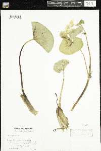 Caltha palustris image