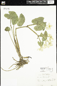 Caltha palustris image