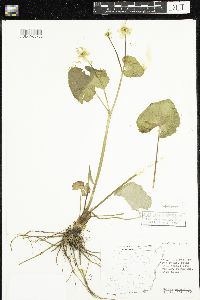 Caltha palustris image