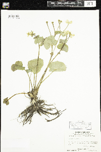 Caltha palustris image
