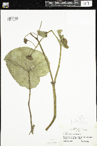 Caltha palustris image