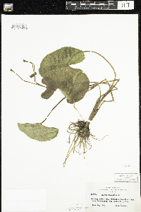 Caltha palustris image