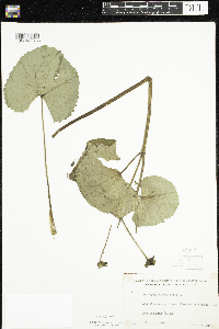 Caltha palustris image